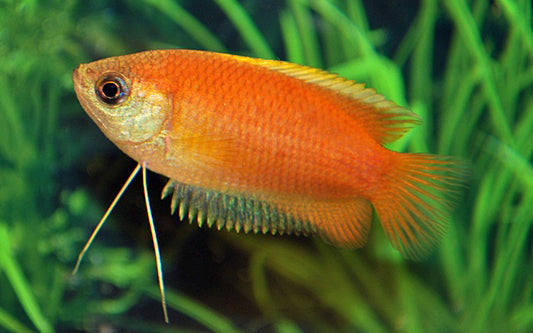 Honiggurami – Trichogaster chuna | Friedlicher Labyrinthfisch mit goldgelber Färbung und ruhigem Wesen