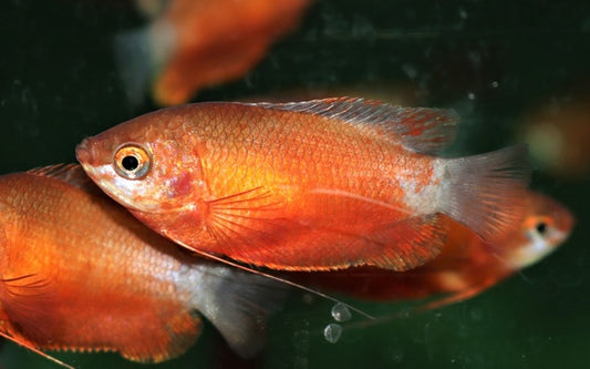 Honiggurami Rot – Trichogaster chuna Red | Farbintensive Zuchtform mit leuchtend roter Färbung und friedlichem Wesen
