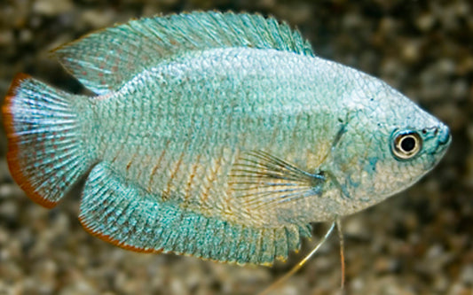 Zwergfadenfisch Kobalt – Trichogaster lalius | Zierfisch mit intensiv kobaltblauer Färbung und friedlichem Charakter