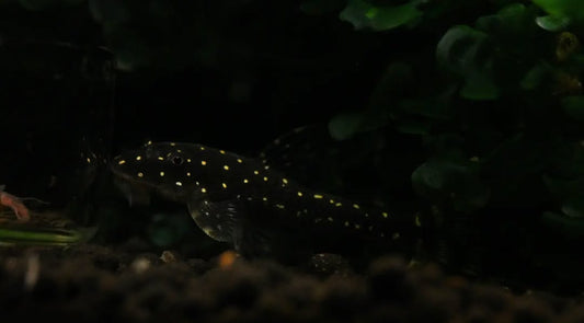 Pléco nain de Harold (Parotocinclus haroldoi) | Poisson-chat miniature rare et mangeur d'algues naturel