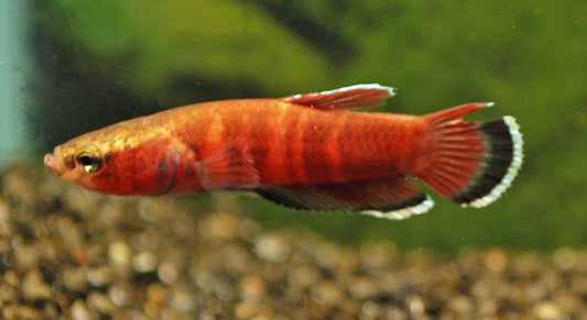 Betta channoides – Maulbrütender Wildfang | Seltene Kampffischart mit intensiver Rotfärbung und friedlichem Verhalten