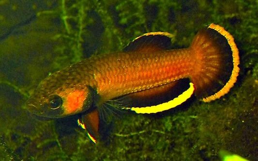 Betta albimarginata – Maulbrütende Nachzucht | Friedlicher Kampffisch mit kontrastreicher Färbung und natürlichem Verhalten
