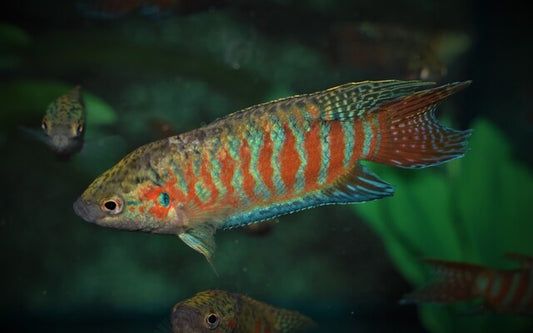 Makropode – Macropodus opercularis | Klassischer, robuster Labyrinthfisch mit prächtiger Rot-Blau-Zeichnung