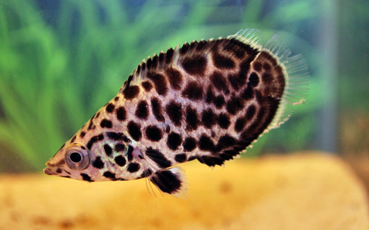 Leopard-Buschfisch – Ctenopoma acutirostre | Räuberisch-schöner Labyrinthfisch mit markanter Leopardenzeichnung