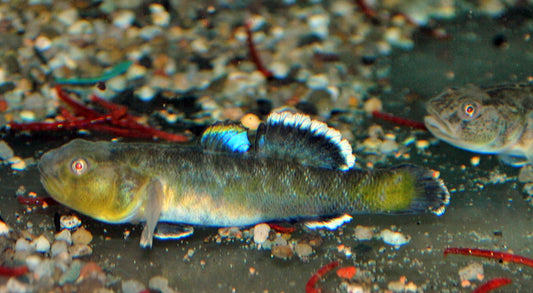 Wüstengrundel – Chlamydogobius eremius | Robuste, faszinierende Grundel aus Australiens Wüstenregionen