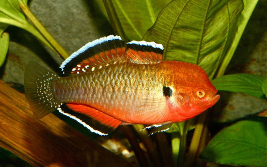 Australische Kaisergrundel – Hypseleotris compressa | Eleganter Wildfang mit kupferroter Färbung und ruhigem Wesen