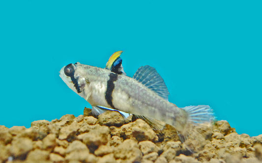 Vaimosagrundel – Redigobius balteatus | Seltener Wildfang mit schöner Bänderung & friedlichem Verhalten