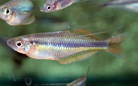 Chilatherina alleni – Regenbogenfisch | Farbenprächtiger Schwarmfisch mit metallischem Glanz & lebhaftem Schwimmverhalten
