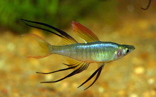 Filigran-Regenbogenfisch – Iriatherina werneri | Zarter Schwarmfisch mit langen Flossen & friedlichem Verhalten