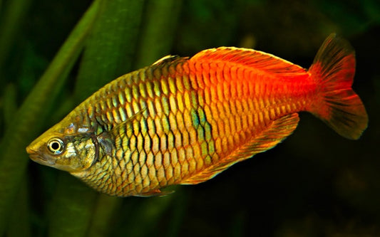 Harlekin-Regenbogenfisch – Melanotaenia boesemani | Farbenfroher Schwarmfisch mit blau-orange Färbung & lebhaftem Verhalten