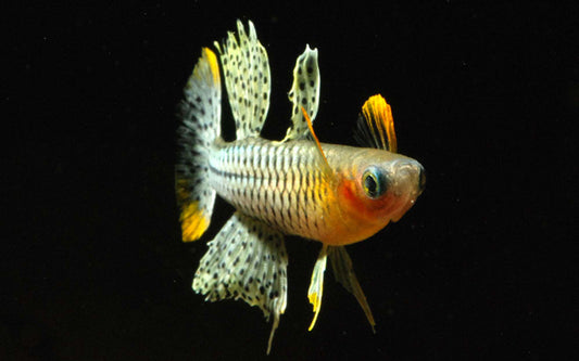 Kyburz-Salmler – Pseudomugil gertrudae Aru II | Zarter Schwarmfisch mit blauen Augen & gepunkteten Flossen