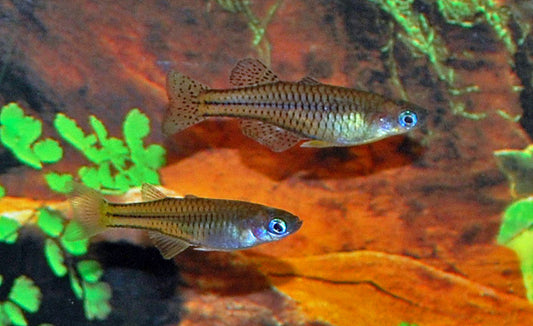 Geflecktes Blauauge – Pseudomugil gertrudae | Zarter Schwarmfisch mit Punktflossen & leuchtend blauen Augen