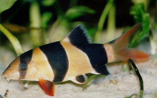 Prachtschmerle – Chromobotia macracanthus | Beliebter Wildfang mit leuchtenden Farben & geselligem Verhalten