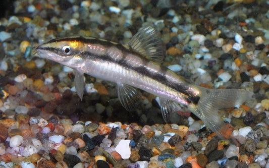Zwergschmerle – Ambastaia sidthimunki | Seltener Wildfang mit einzigartigem Muster & friedlichem Schwarmverhalten