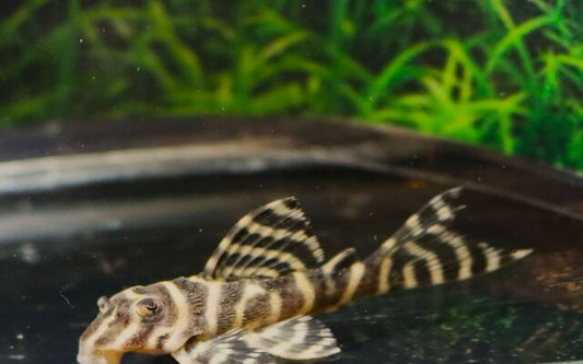 L401 Hypancistrus – Hypancistrus sp. | Seltener L-Wels mit feinem Streifenmuster