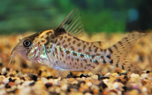 Silberstreifen-Panzerwels – Corydoras agassizii | Eleganter Wildfang mit metallischem Glanz & friedlichem Gruppenverhalten