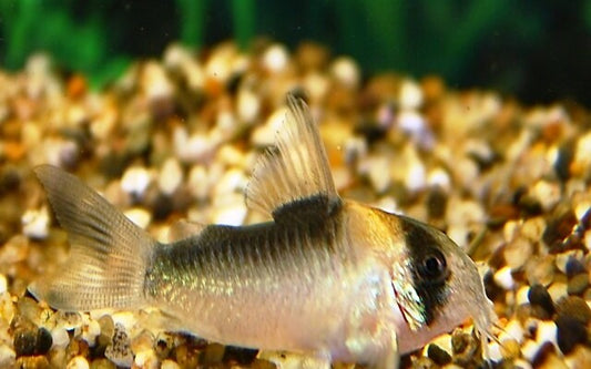 Adolfos Panzerwels – Corydoras adolfoi | Beliebter Zierfisch mit orange-schwarzer Kopfzeichnung & friedlichem Wesen