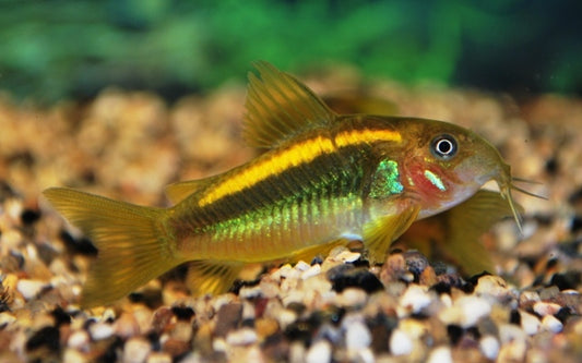 Panzerwels Orange Laser – Corydoras sp. CW010 | Seltener Wildfang mit leuchtendem Rückenstreifen & friedlichem Wesen