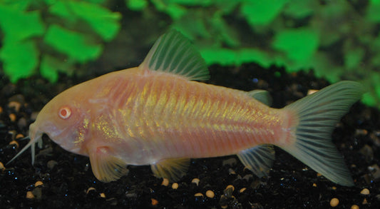 Metallpanzerwels Albino – Corydoras aeneus Albino | Friedlicher Bodenfisch mit weiß-rosafarbener Färbung & roten Augen