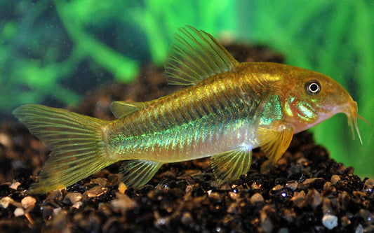 Panzerwels Peru Green Stripe – Corydoras sp. CW009 | Seltene Zuchtform mit grünem Rückenstreifen & friedlichem Wesen