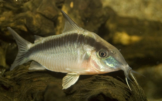 Stromlinien-Panzerwels – Corydoras arcuata | Seltener Wildfang mit eleganter Zeichnung & ruhigem Schwarmverhalten