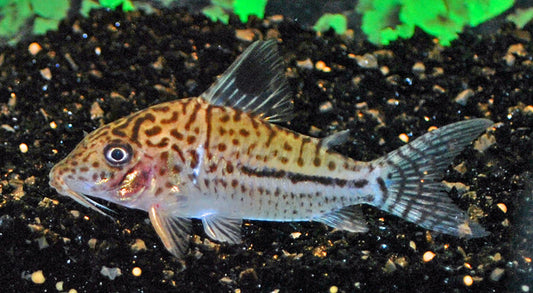 Leopardus-Panzerwels – Corydoras leopardus | Seltener Wildfang mit leopardenähnlicher Punktzeichnung & elegantem Körperbau