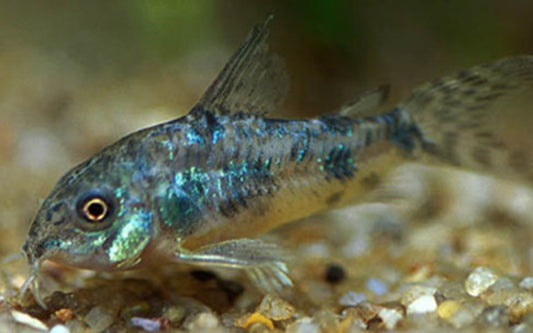 Marmorierter Panzerwels – Corydoras paleatus | Beliebter Zierfisch mit marmorierter Zeichnung & robustem Charakter