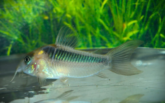 Rost-Panzerwels – Corydoras rabauti | Friedlicher Bodenfisch mit rötlich-brauner Färbung & lebhaftem Schwarmverhalten