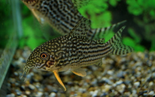 Sterbas Panzerwels – Corydoras sterbai | Beliebter Zierfisch mit orangefarbenen Flossen & kontrastreichem Punktmuster