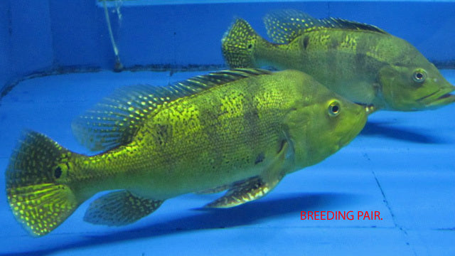 Goldener Kammbuntbarsch (Cichla kelberi)