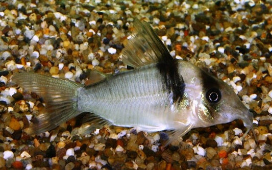 Miguelito-Panzerwels – Corydoras virginiae | Seltener Wildfang aus Kolumbien mit edlem Glanz & ruhigem Schwarmverhalten