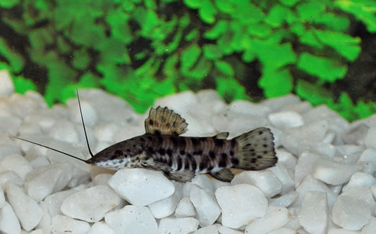Rehbrauner Schwielenwels – Megalechis thoracata | Friedlicher Bodenfisch mit robuster Natur & schöner Musterung