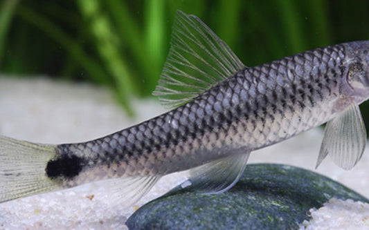 Algenfresser reticulatus – Crossocheilus reticulatus | Effektiver Wildfang-Algenvernichter mit friedlichem Wesen