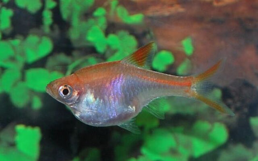 Keilfleckbärbling Gold – Trigonostigma heteromorpha Gold M 2–2,5 cm | Farbintensive Zuchtform für Gesellschaftsaquarien