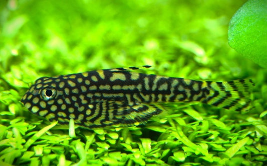 Prachtflossensauger – Sewellia lineolata | Wildfang mit faszinierendem Muster & idealer Algenfresser