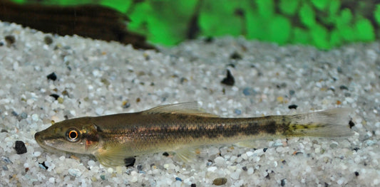 Siamesische Saugschmerle – Gyrinocheilus aymonieri | Aktiver Algenfresser für größere Aquarien