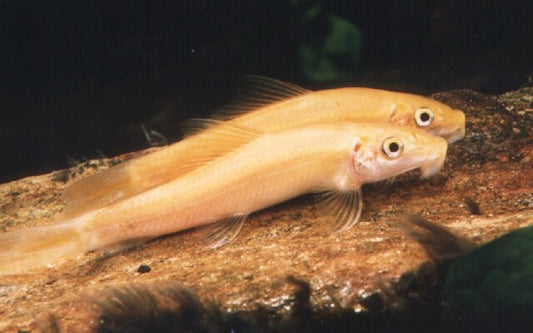 Goldene Siamesische Saugschmerle – Gyrinocheilus aymonieri „Gold“ | Effektiver Algenfresser in leuchtendem Gelb