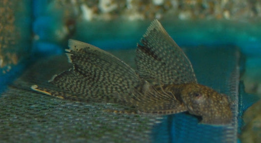 Ancistrus Schleier – Ancistrus cf. cirrhosus Long Fin | Eleganter Algenfresser mit langen Flossen