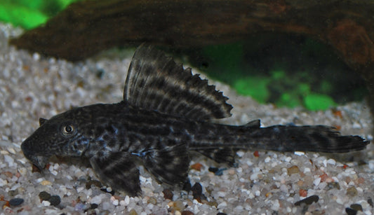 Plecostomus Saugmaulwels – Pterygoplichthys pardalis | Robuster Algenfresser & friedlicher Großwels