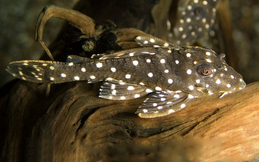 L201 Orinoco Angel Pleco – Hypancistrus sp. | Friedlicher L-Wels mit kontrastreichem Punktmuster