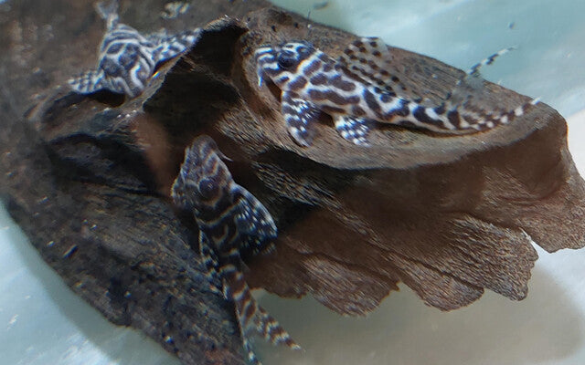 L400 Hypancistrus – Hypancistrus sp. | Seltener L-Wels mit kontrastreichem Streifenmuster