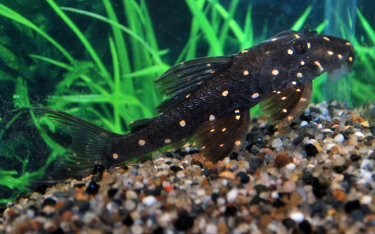 LDA031 Mustard Spot Pleco – Panaqolus albomaculatus | Seltener Wildfang & friedlicher Holzfresser