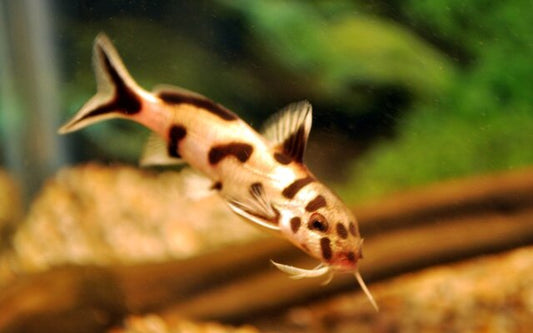 Fiederbartwels Polli White – Synodontis sp. “Polli White” | Attraktiver, friedlicher Wels mit heller Zeichnung