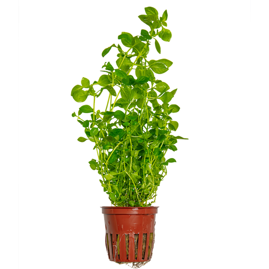 Ludwigia palustris 'Green' (Topf)