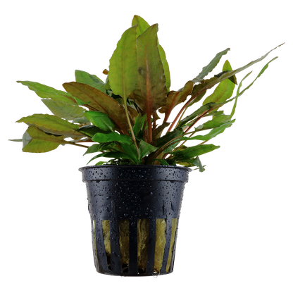 Cryptocoryne wendtii 'Tropica' (Topf)