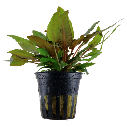 Cryptocoryne wendtii 'Tropica' (Topf)