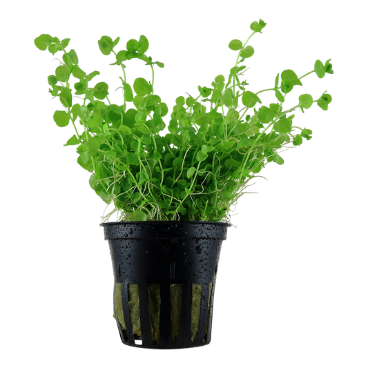 Micranthemum umbrosum (Topf)