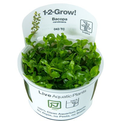 Bacopa carolinienne
