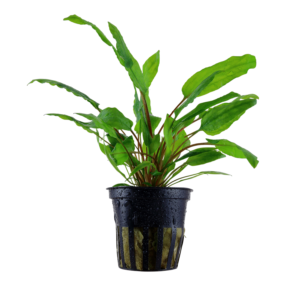 Cryptocoryne wendtii 'Green' (Topf)