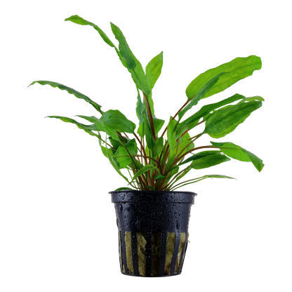 Cryptocoryne wendtii 'Green' (Topf)
